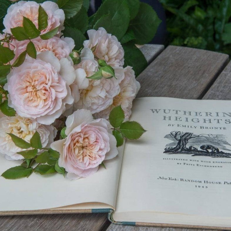 Emily Bronte
