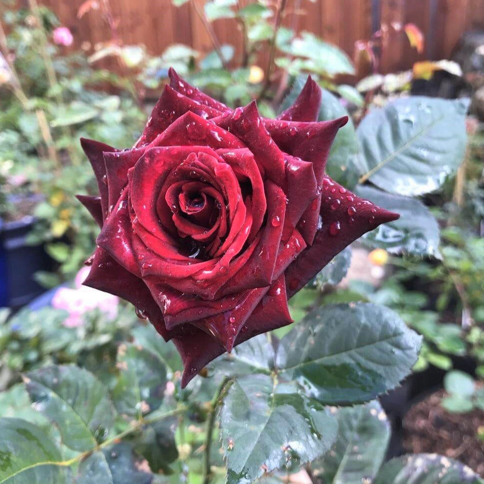 Baccarà Nero®