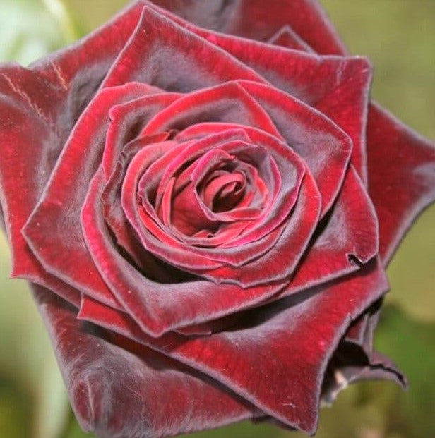 Baccarà Nero®