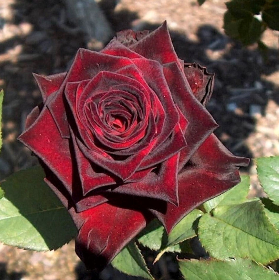 Baccarà Nero®