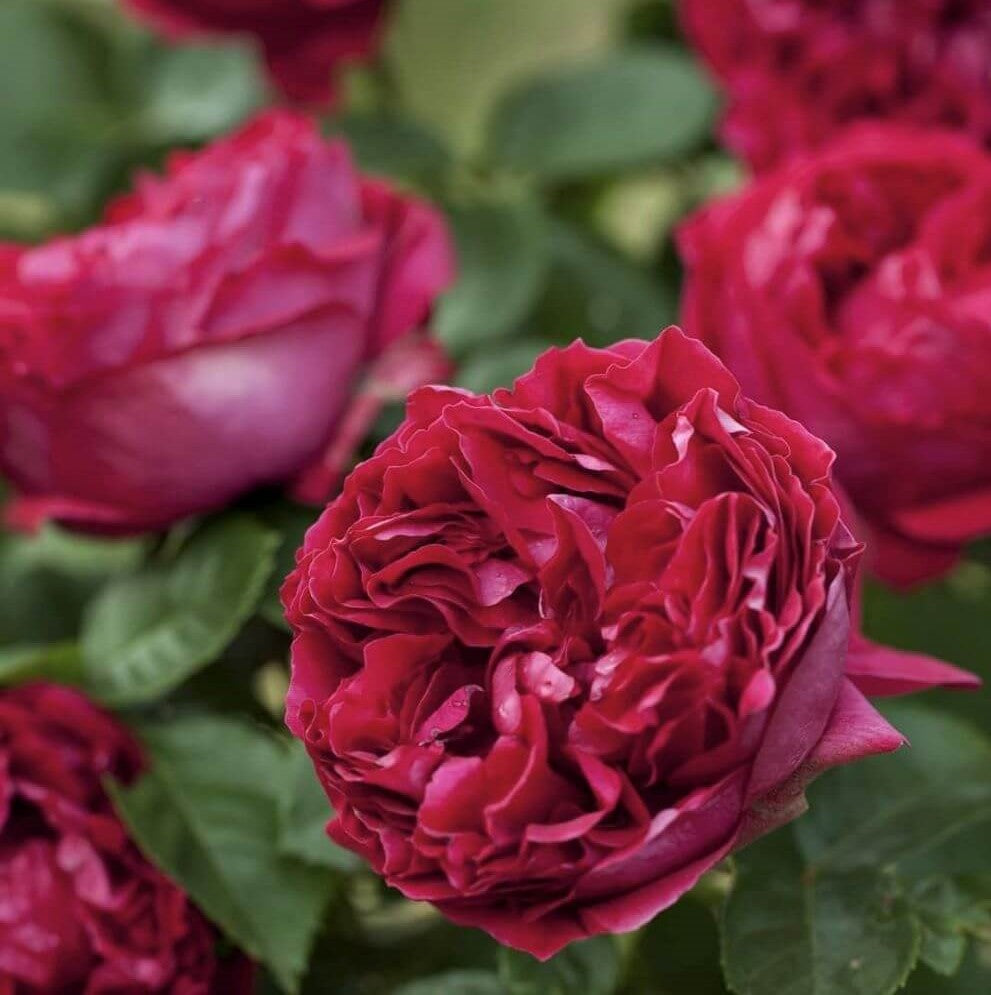 Eric Tabarly (Rosso Eden Rose)®