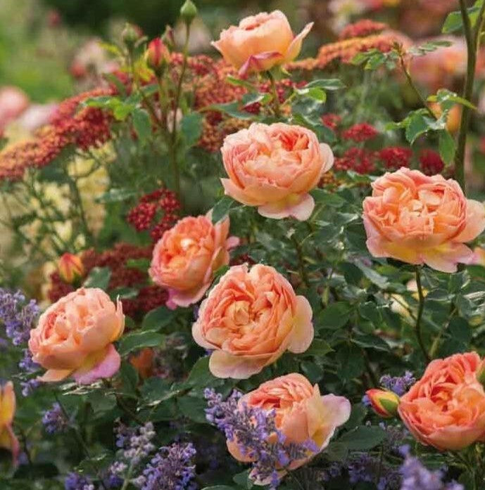 Lady of Shalott