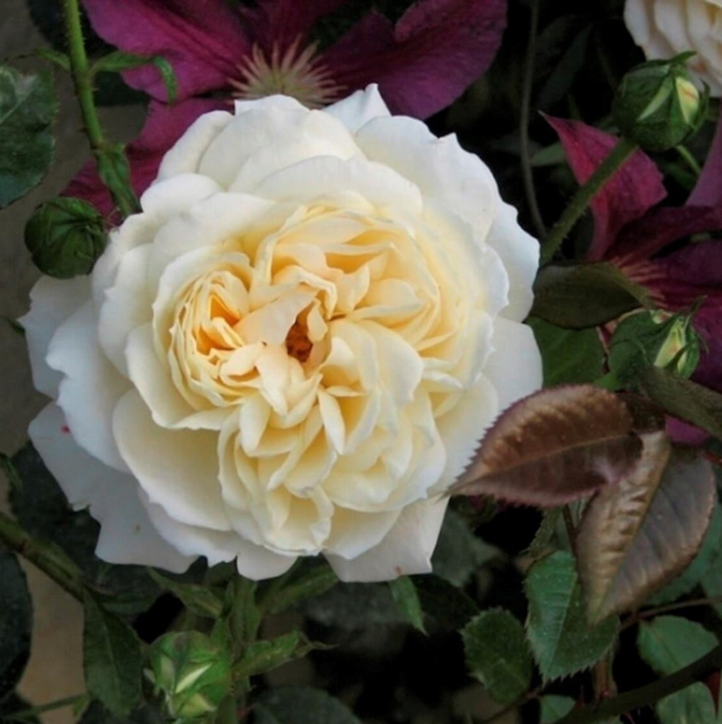 Mon Jardin et Ma Maison®