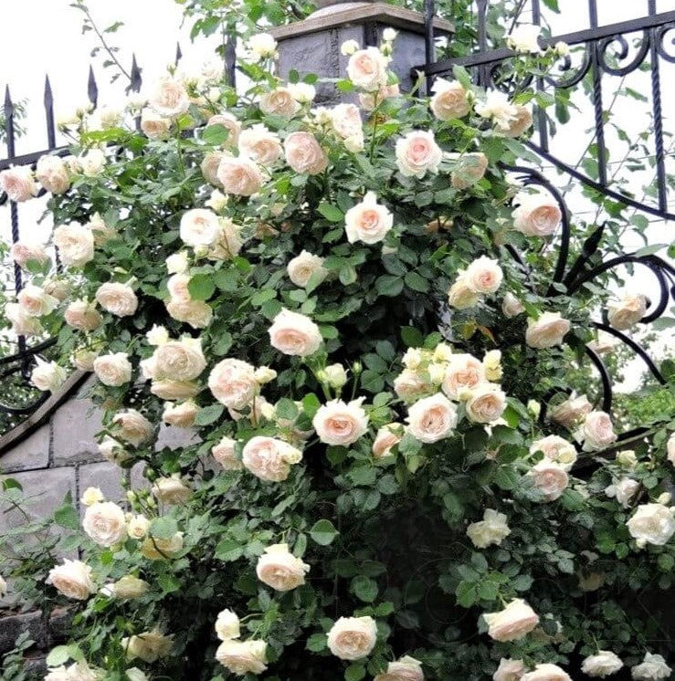 White Eden Rose (Palais Royal)