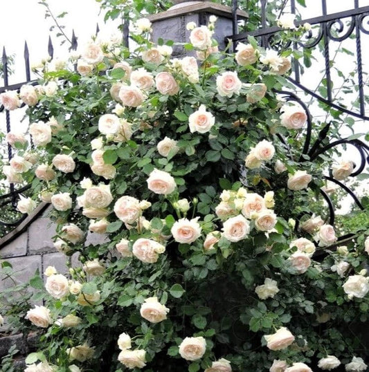 White Eden Rose (Palais Royal)