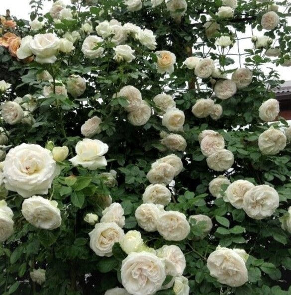 White Eden Rose (Palais Royal)