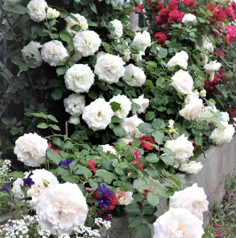 White Eden Rose (Palais Royal)