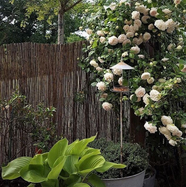 White Eden Rose (Palais Royal)