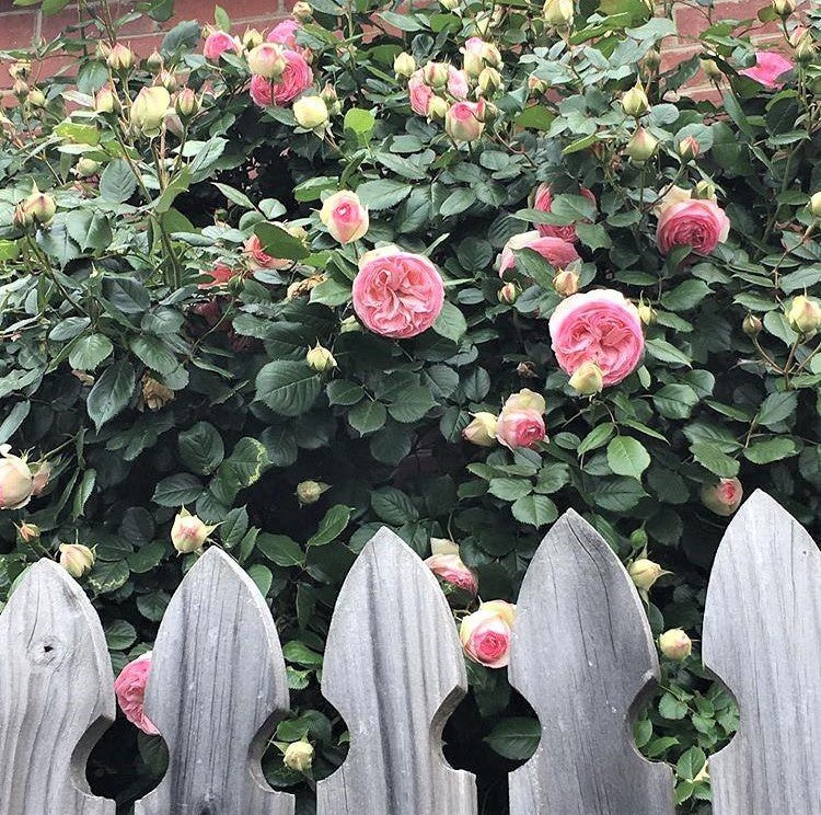 Pierre de Ronsard (Eden Rose)®