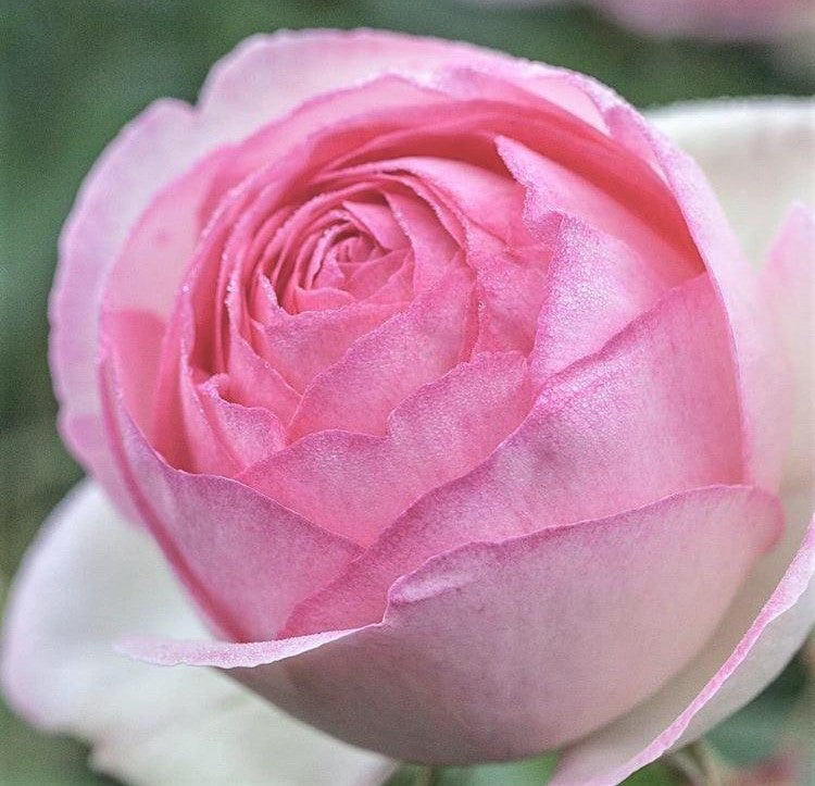 Pierre de Ronsard (Eden Rose)®
