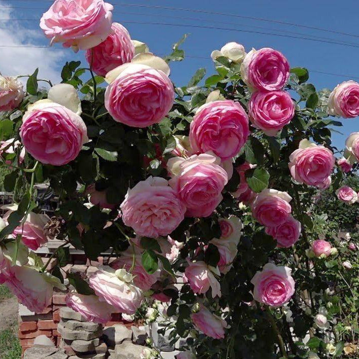 Pierre de Ronsard (Eden Rose)®