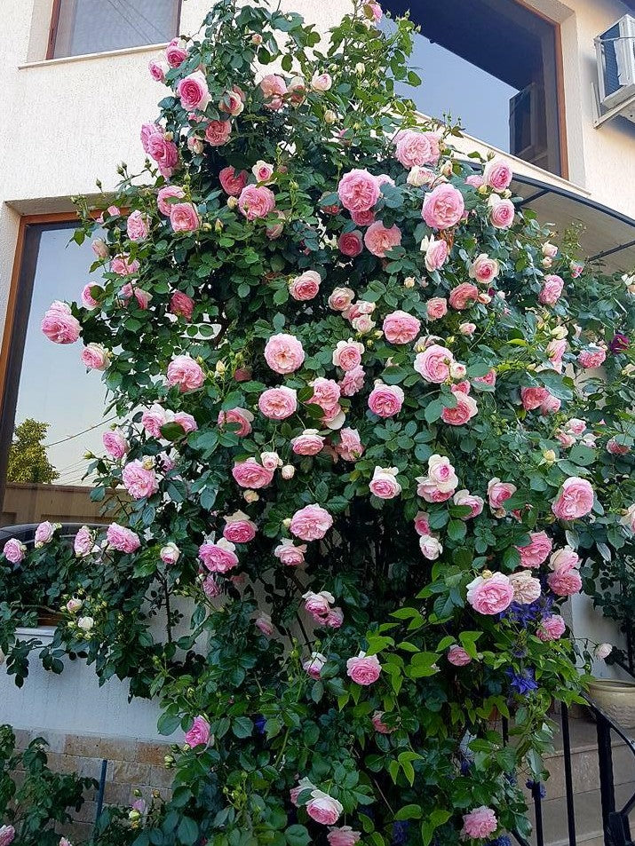 Pierre de Ronsard (Eden Rose)®