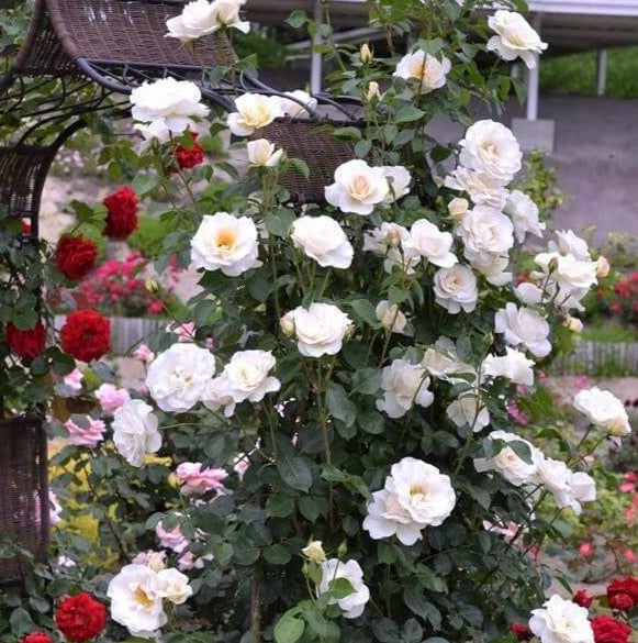 Blanche Colombe®