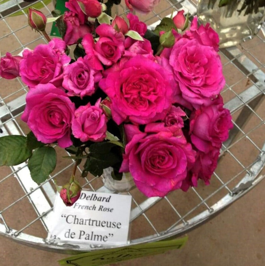 Chartreuse de Parme®