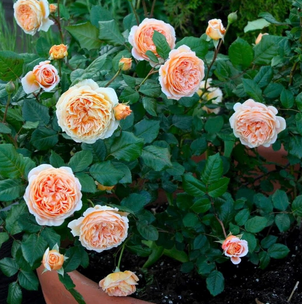 La principessa ereditaria Margareta®