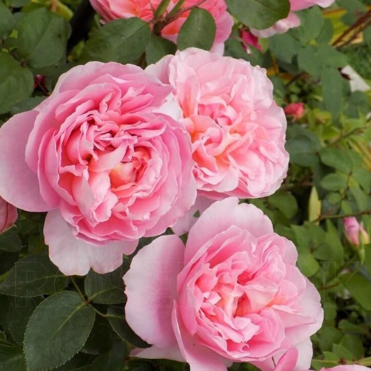 Dame di Chenonceau®