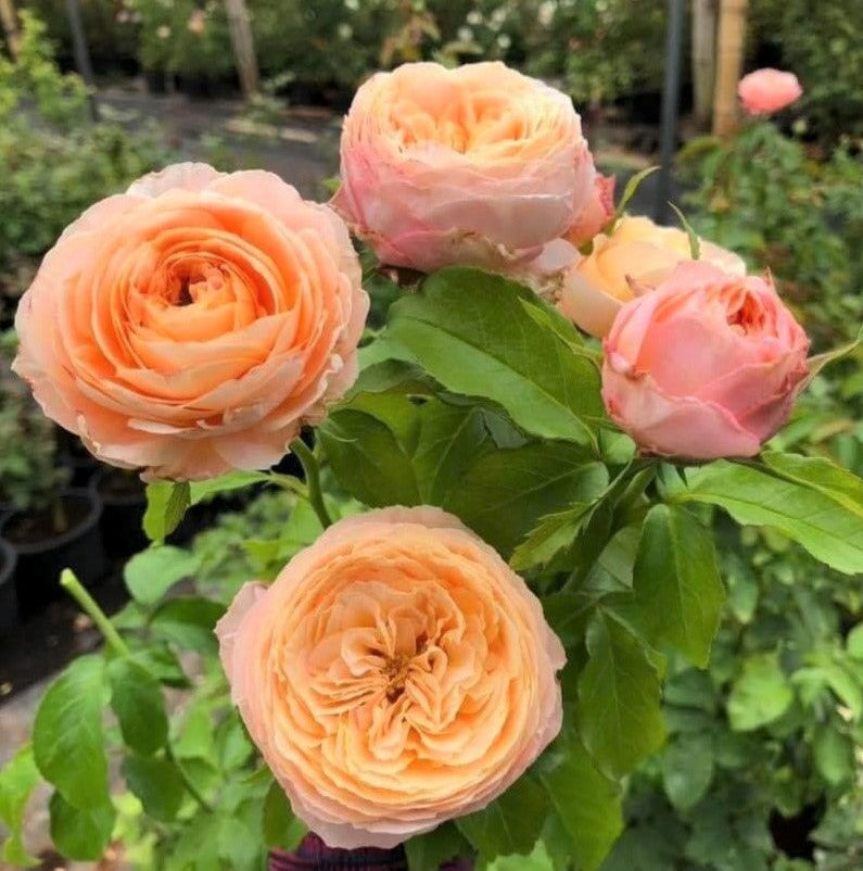 Domaine de Chantilly®