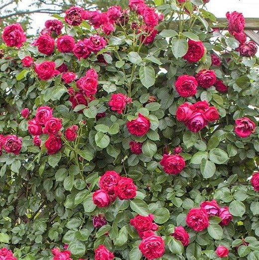 Eric Tabarly (Rosso Eden Rose)®