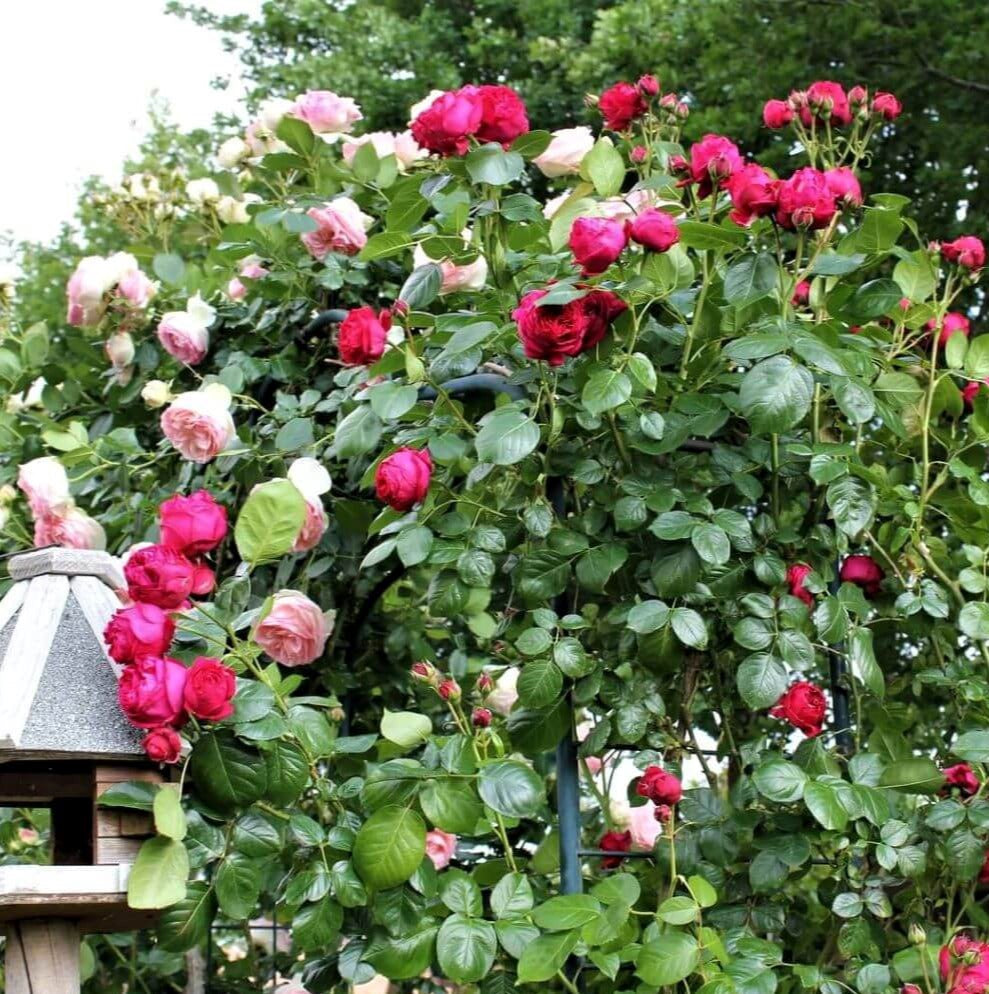 Eric Tabarly (Rosso Eden Rose)®