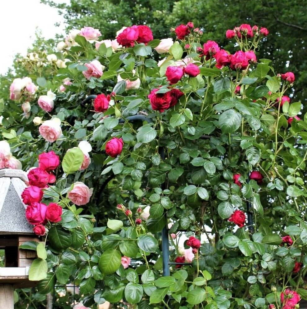 Eric Tabarly (Rosso Eden Rose)®