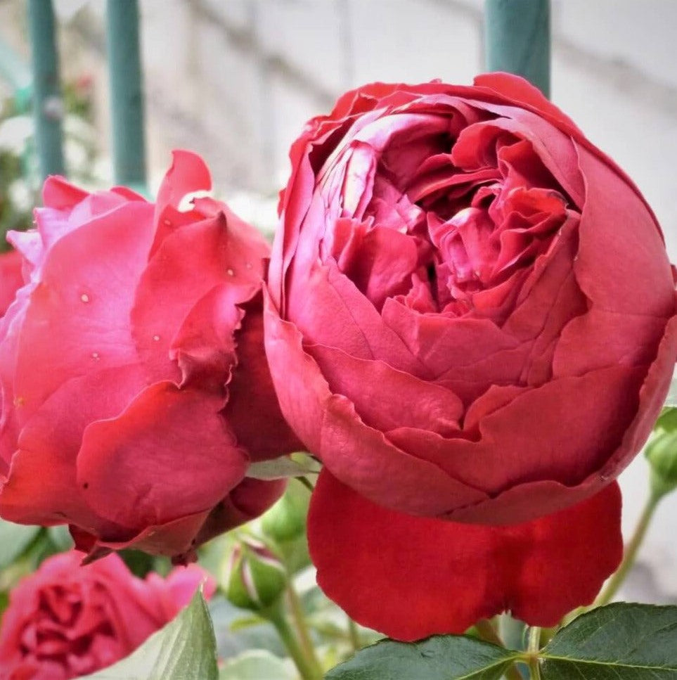 Eric Tabarly (Rosso Eden Rose)®