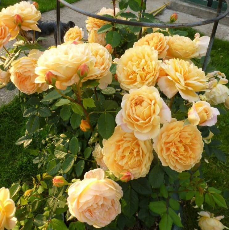 Celebrazione d'Oro®