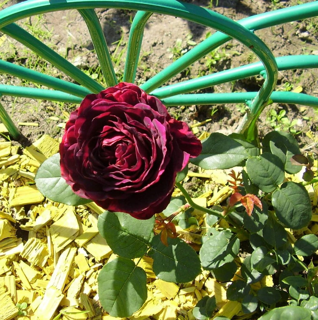 Grafin Von Hardenberg (Caviale Nero) ®