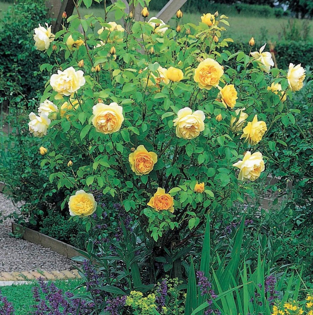 Gpt. Graham Thomas®