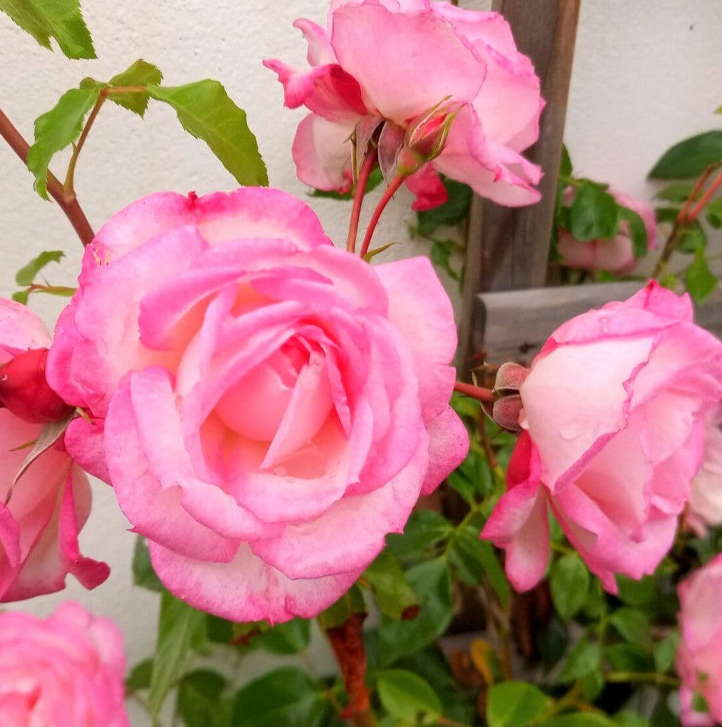 Harlekin (Il bacio del desiderio)®