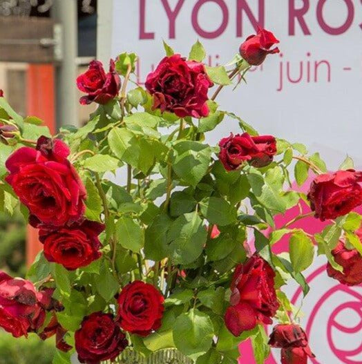 Giubileo Papa Meilland®