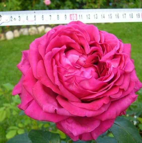 LA ROSA DES 4 VENTS®