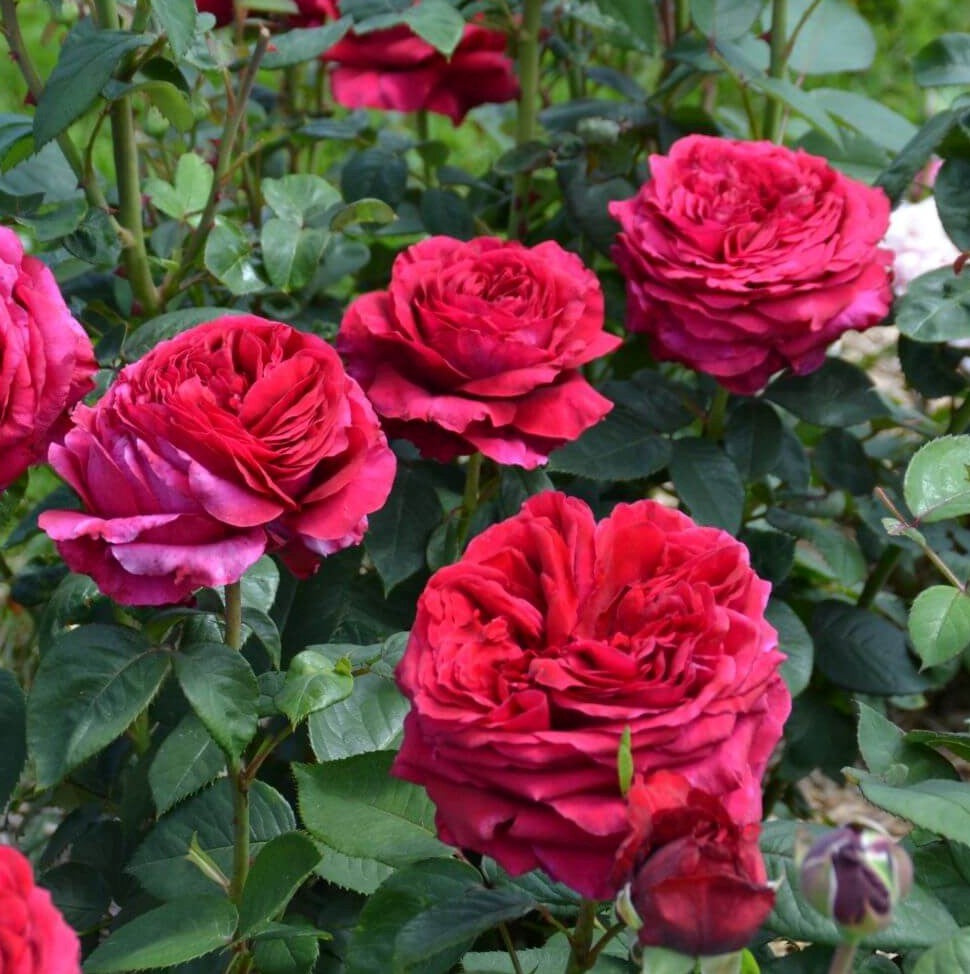 LA ROSA DES 4 VENTS®