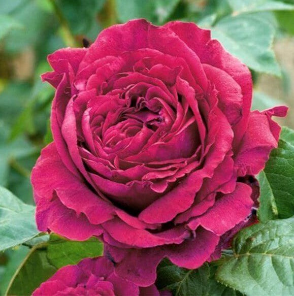 LA ROSA DES 4 VENTS®