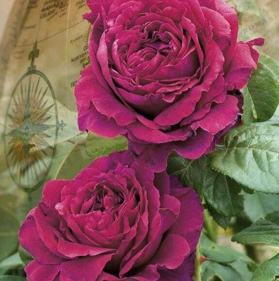 LA ROSA DES 4 VENTS®