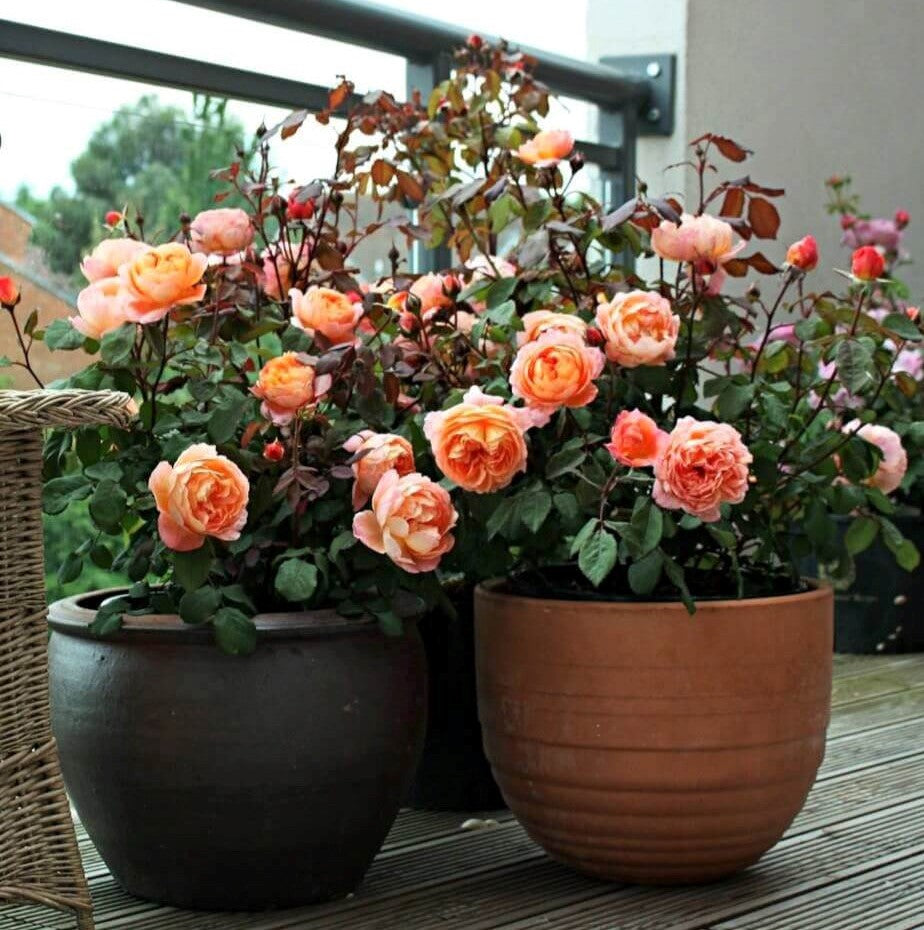 Lady Emma Hamilton®