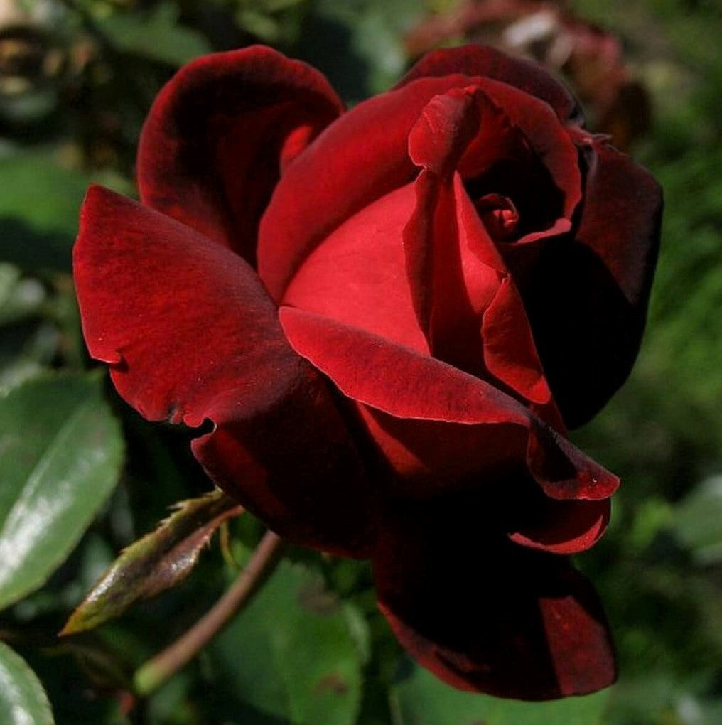 The Red and the Black
