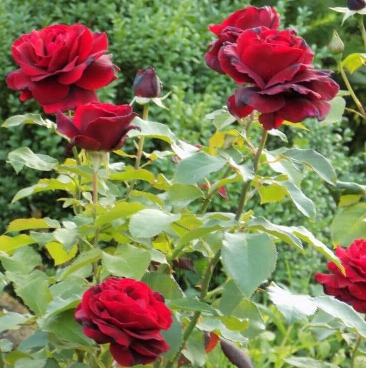 The Red and the Black