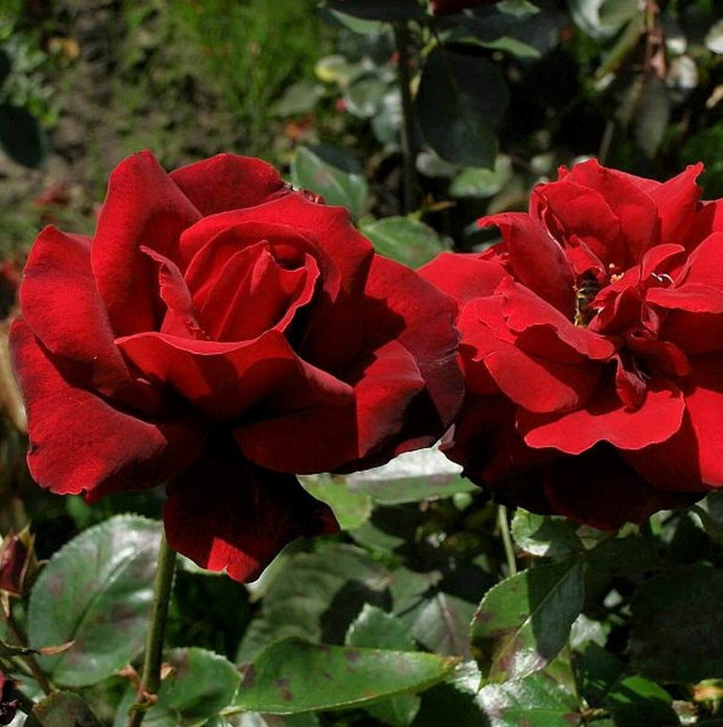 The Red and the Black