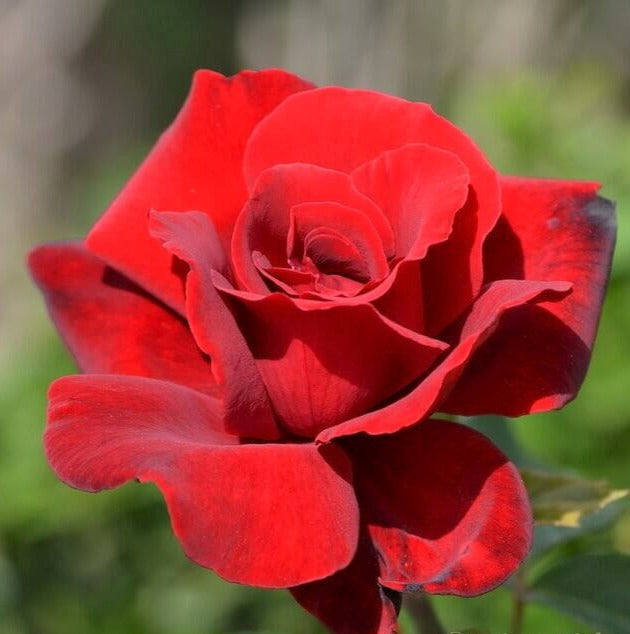 The Red and the Black