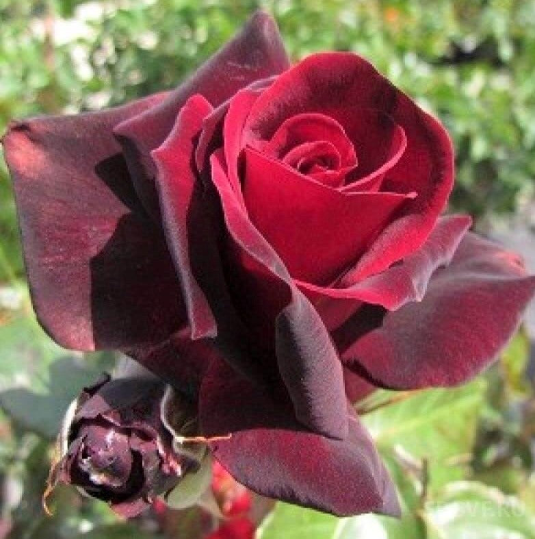 The Red and the Black