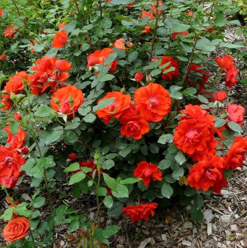 Sensazione d'arancia®