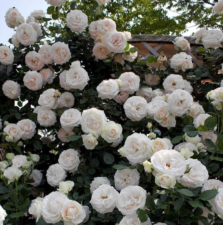 White Eden Rose (Palais Royal)