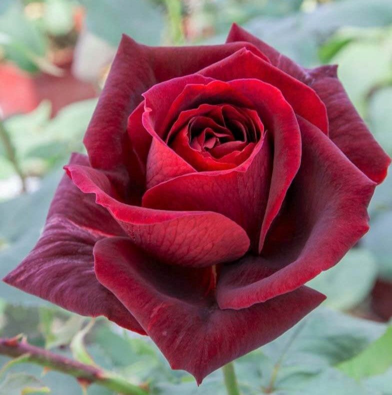 Gpt. Papa Meilland®