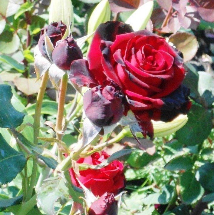 Black Pearl