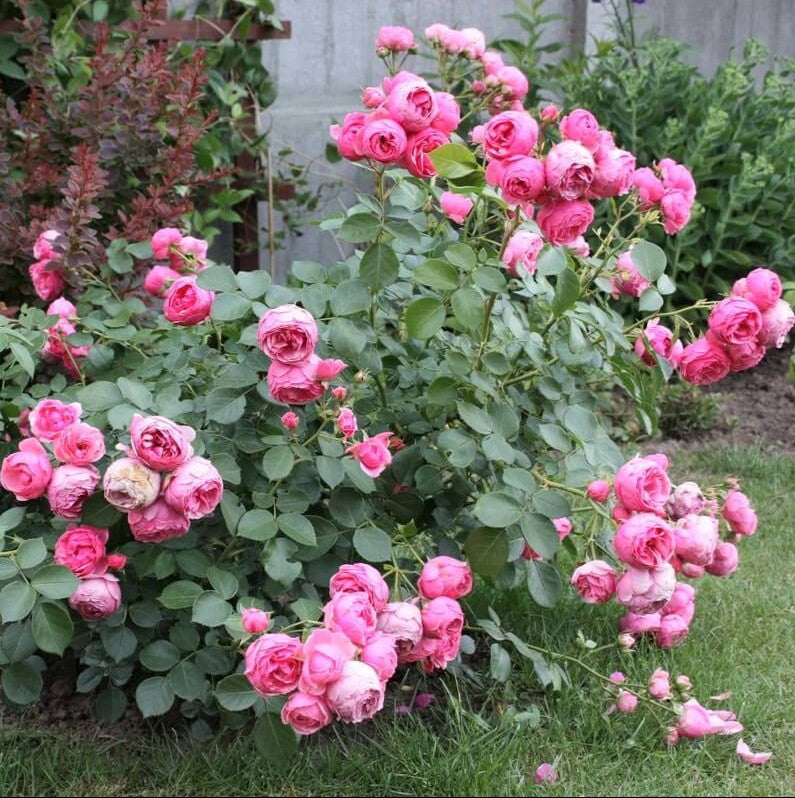 Pomponella