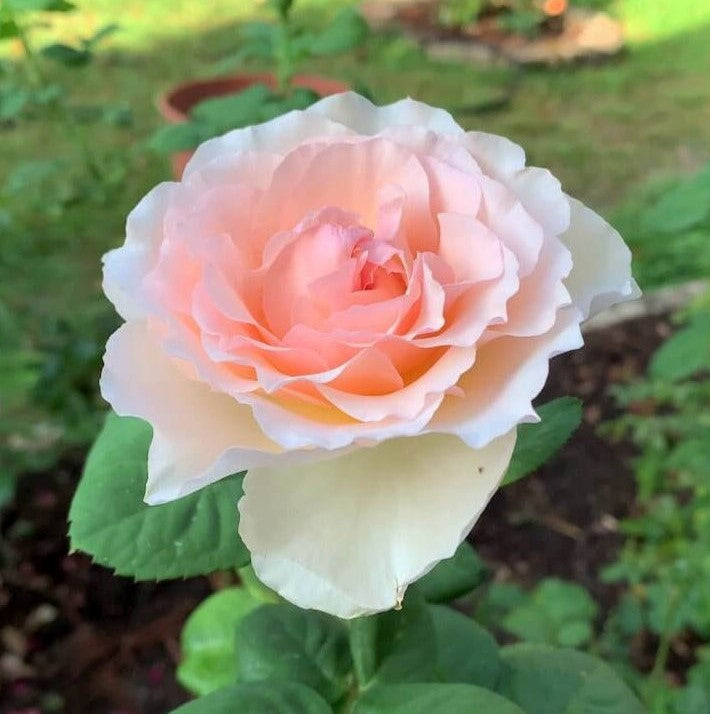 La Principessa Charlene di Monaco ®