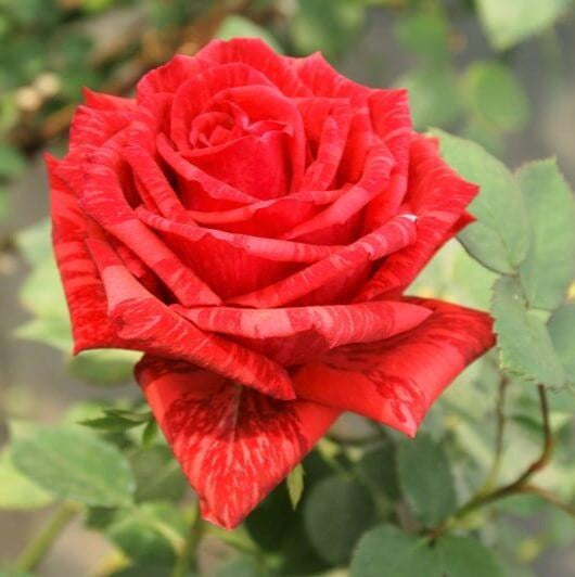 Red Intuition