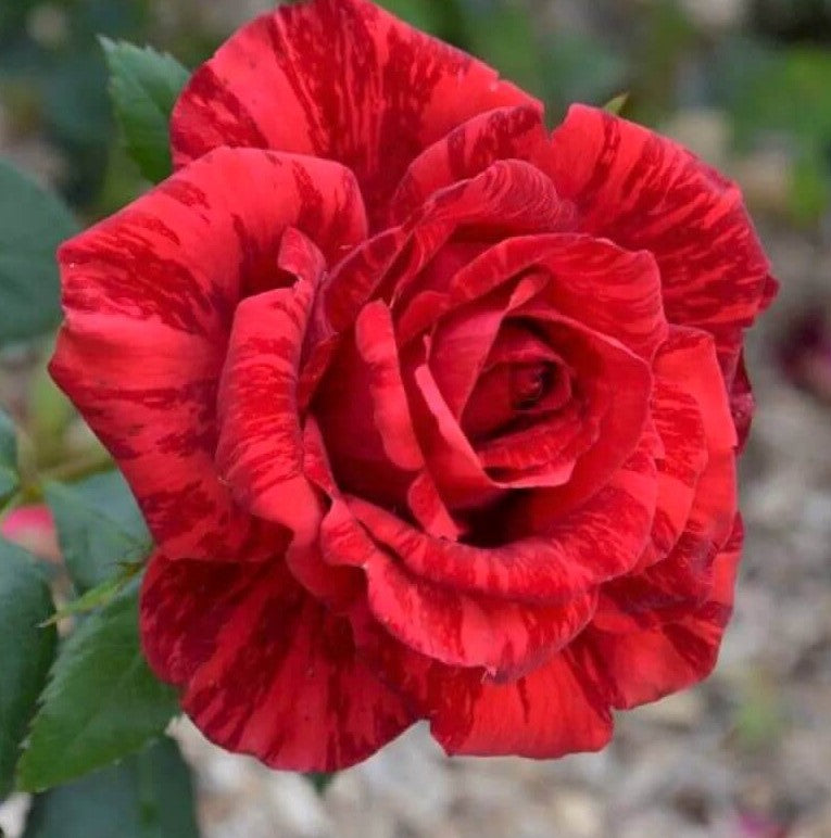 Red Intuition