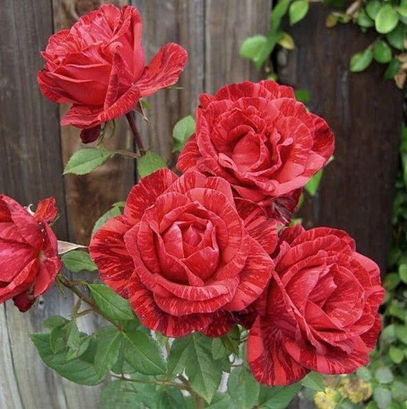 Red Intuition