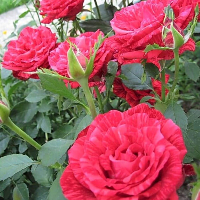 Red Intuition